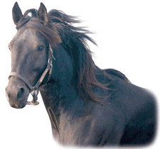 The Standardbred Horse